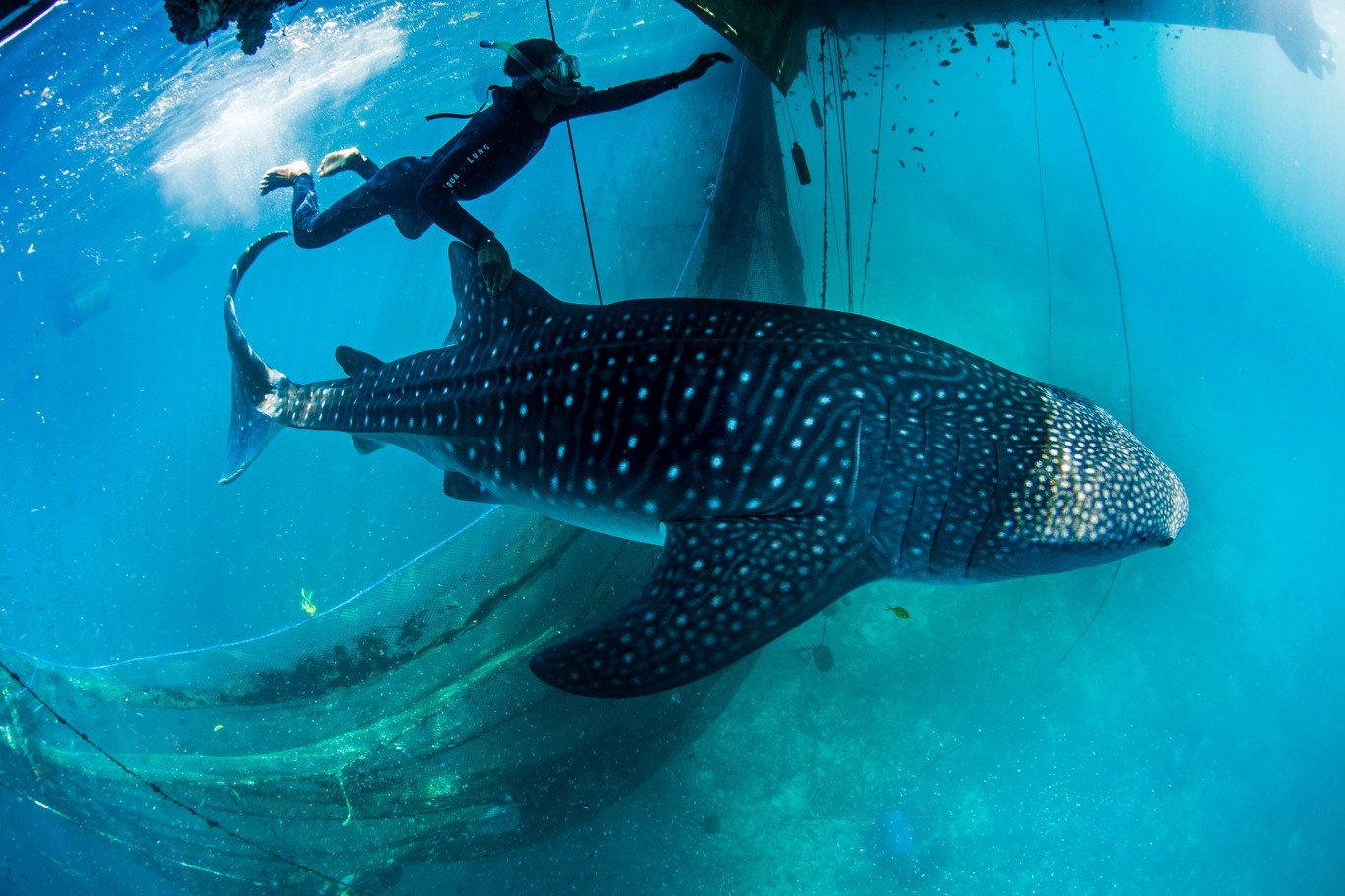 One of the whale sharks makes its way out of the net and back into the open ocean 