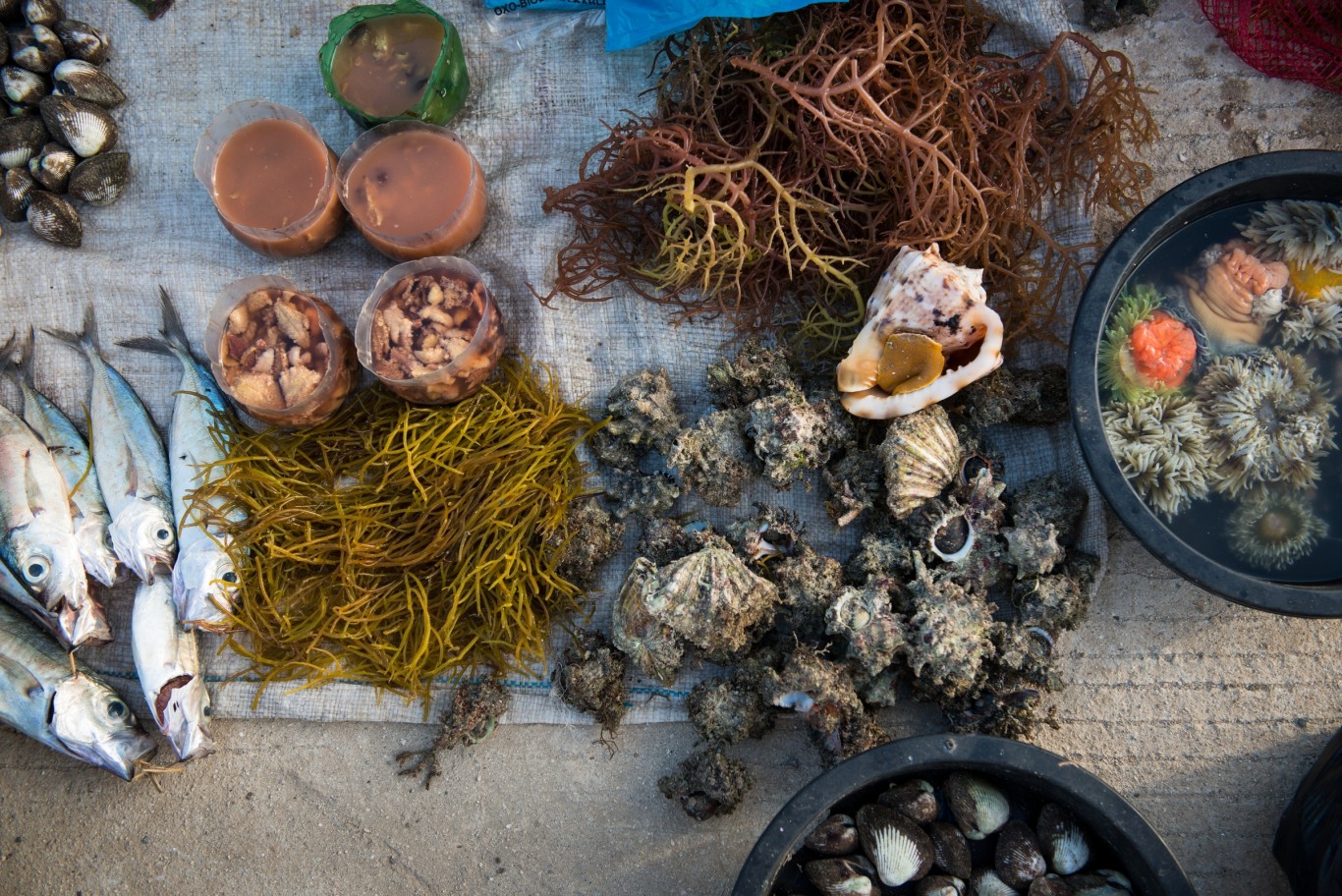 Local market. Everything from fresh shells, seaweed, fish, and urchins can be found here.