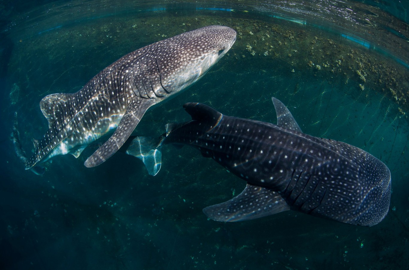The whale sharks as they were released from their holding pen