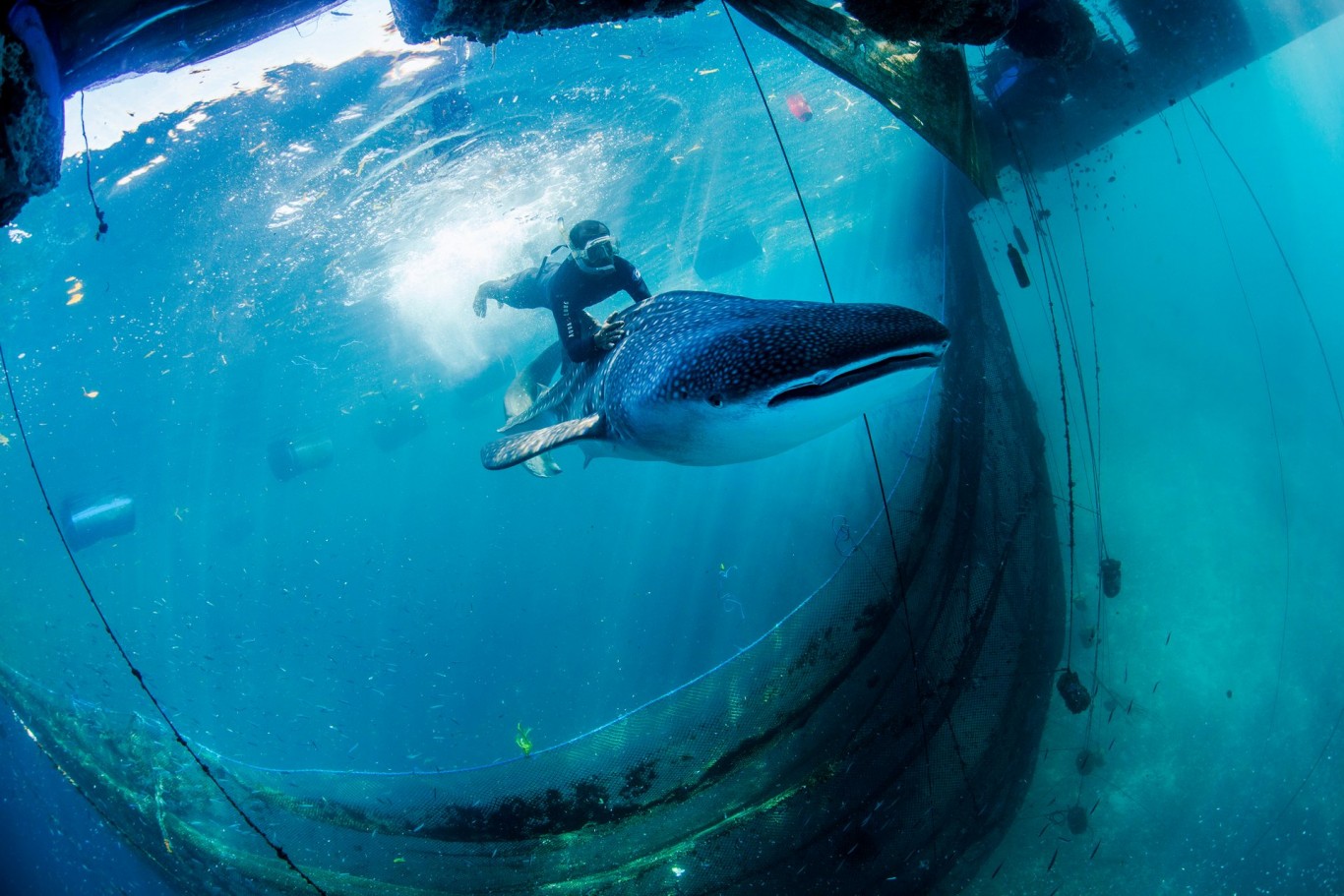 A diver guides one of the whale sharks safely out of the sea pen