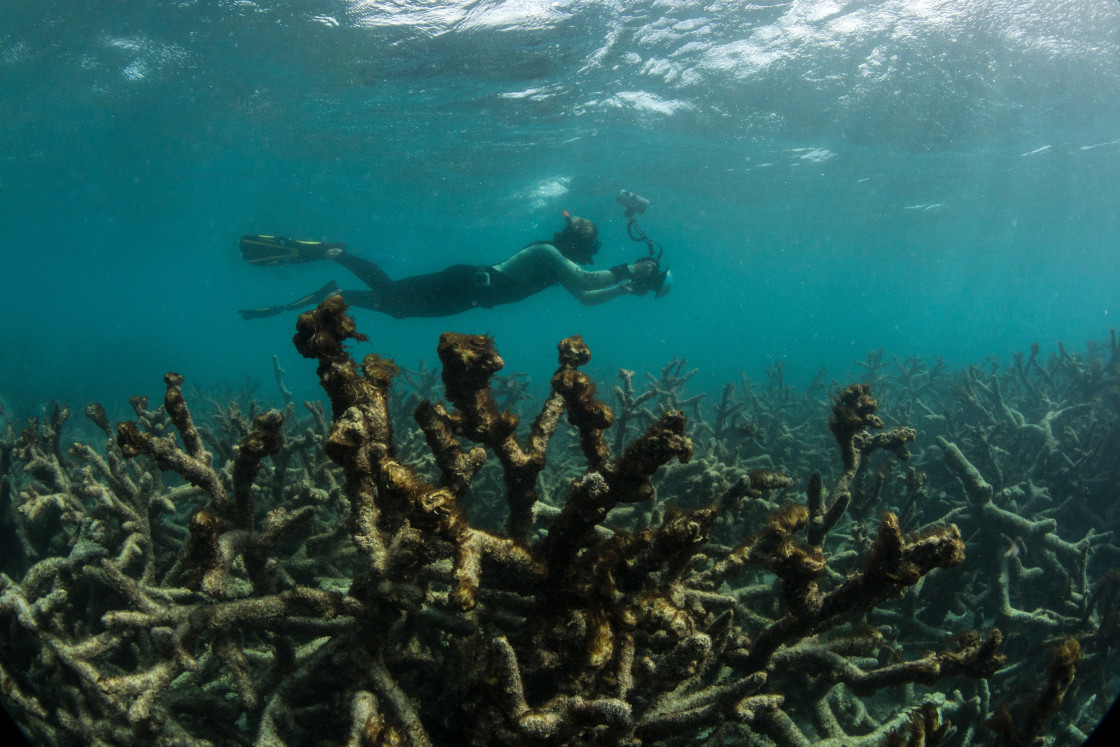 Super typhoons resulting from global warming could decimate important reefs