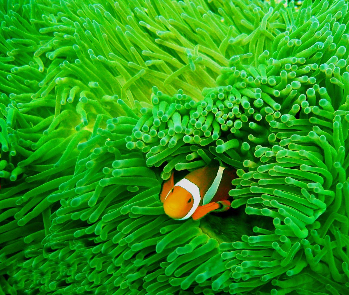 Ocellated_Clownfish