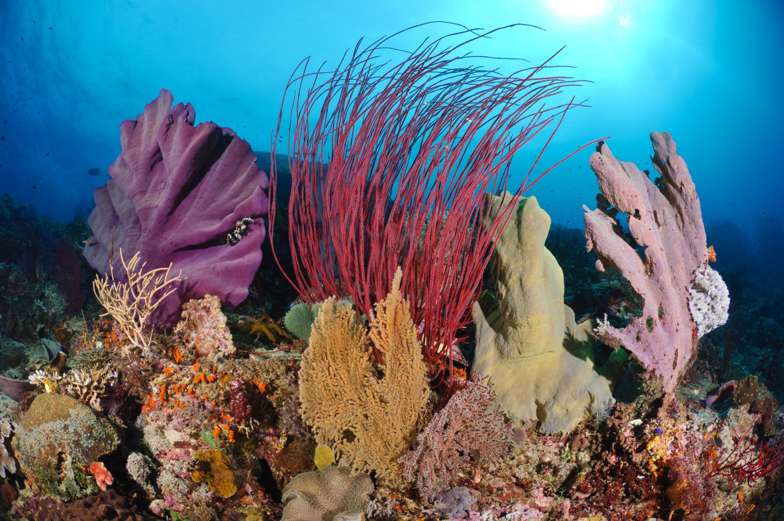 Coral reef in Raja Ampat