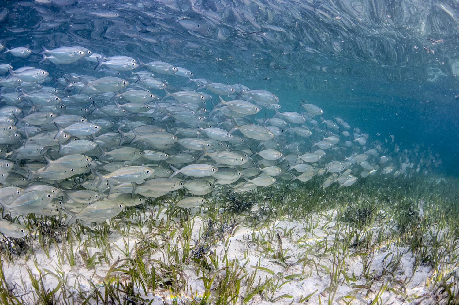There are more than 700 species of fish in the Bird's Head Seascape