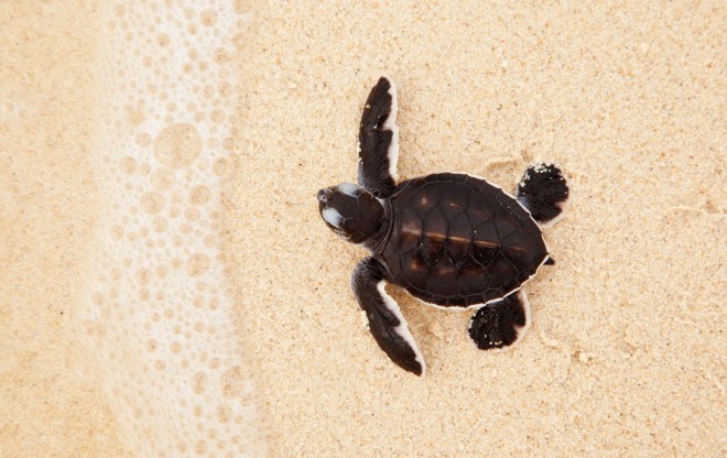 a-baby-turtle-approaches-the-tide-line.jpg