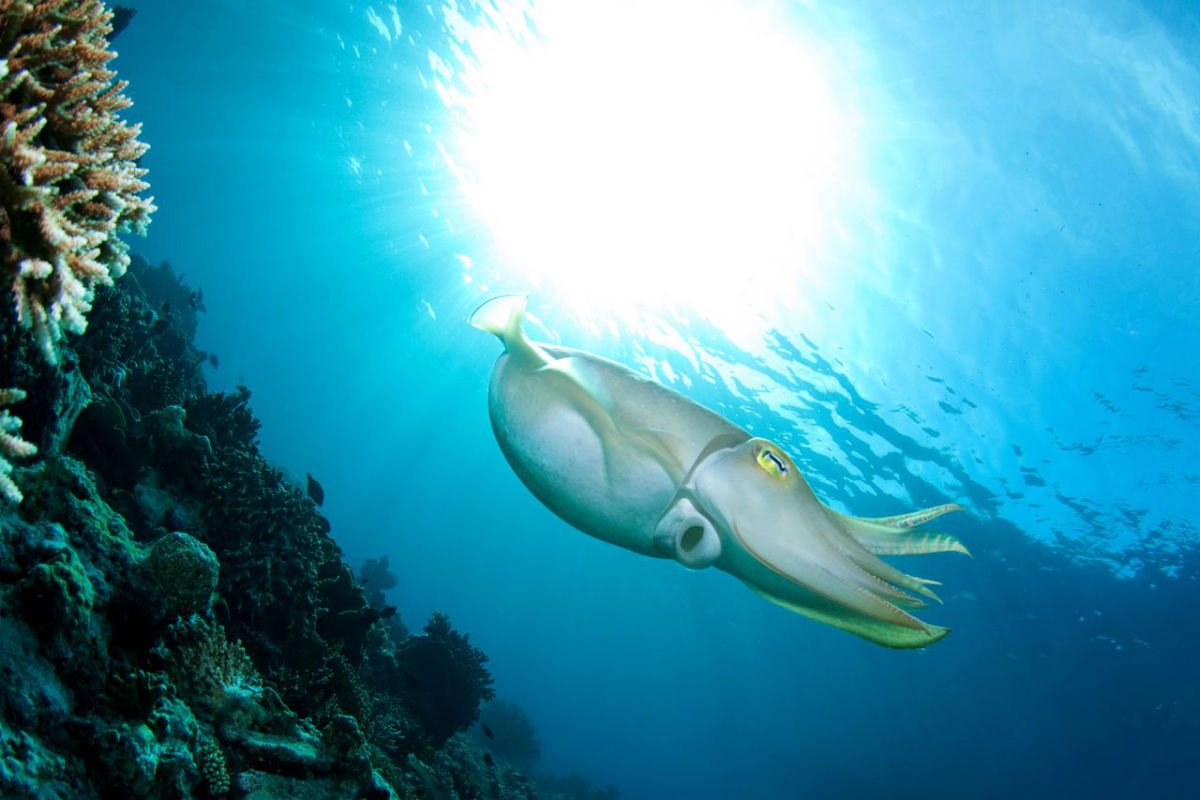 A cuttlefish caught in a ray of sunshine