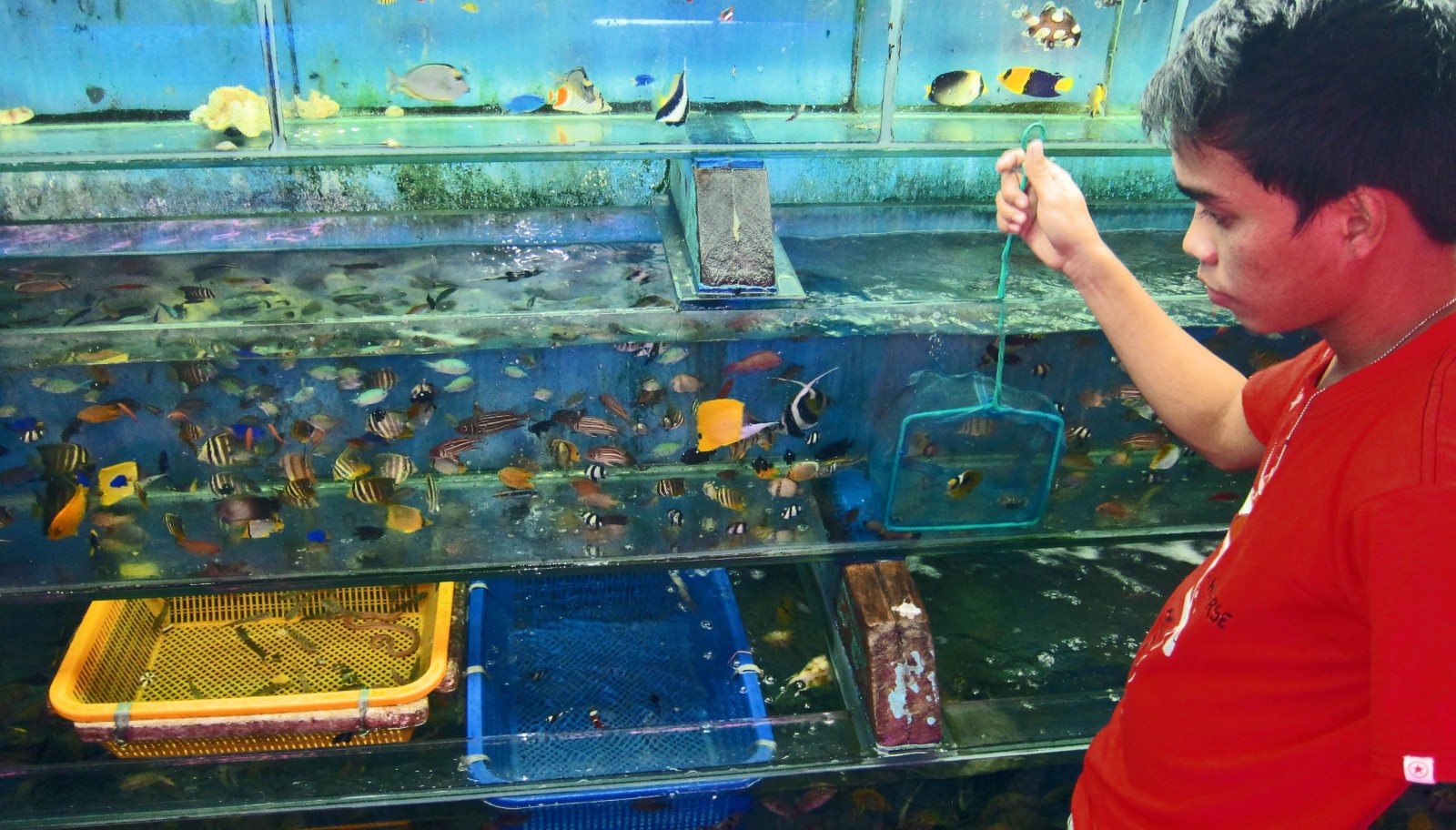 a-shop-attendant-inspects-a-holding-tank-of-butterfly-angel-and-surgeonfish.-most-will-die-within-a-year_.jpg