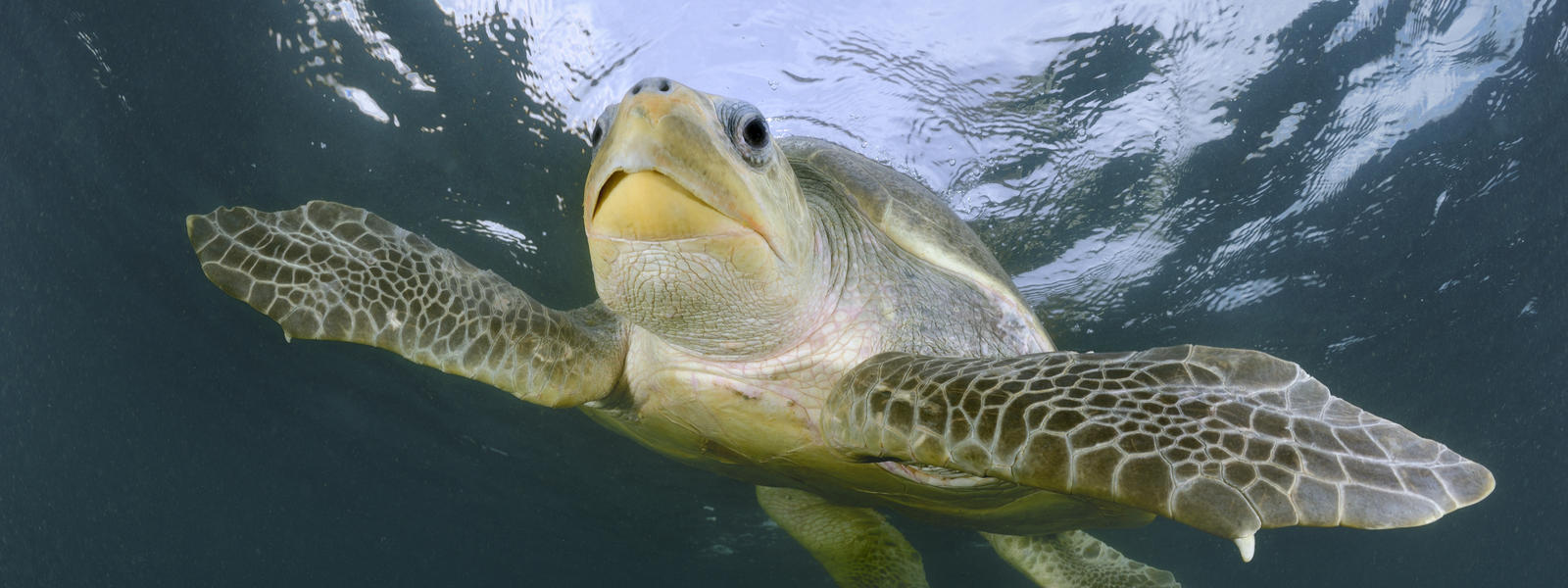 A rare Olive Ridley turtle