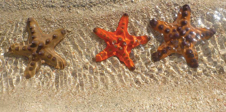 beautiful-starfish-by-the-dorsal-effect.jpg