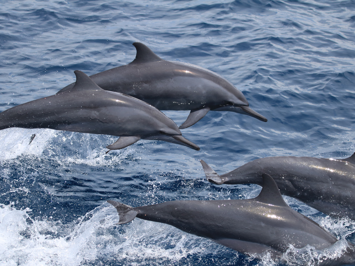 A pod of spinner dolphins