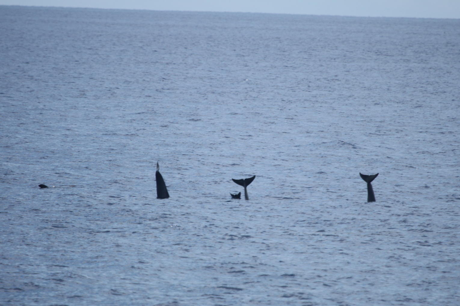 Risso’s dolphins doing their characteristic “headstands”
