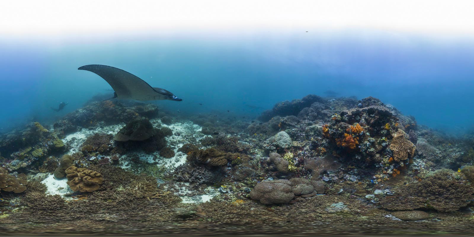 manta_rays_in_the_coral_triangle