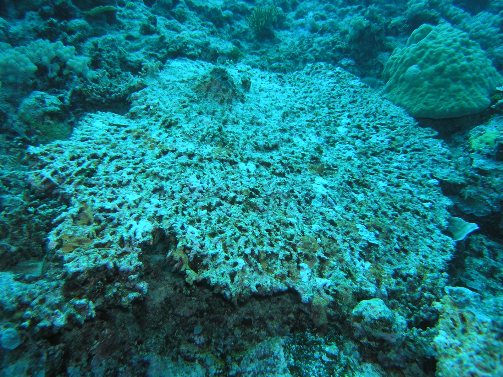 coral-crush-tct-images-wwf-b.jpg