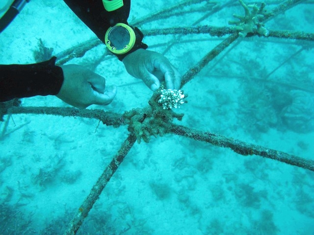 dive-2-attaching-coral1.jpg