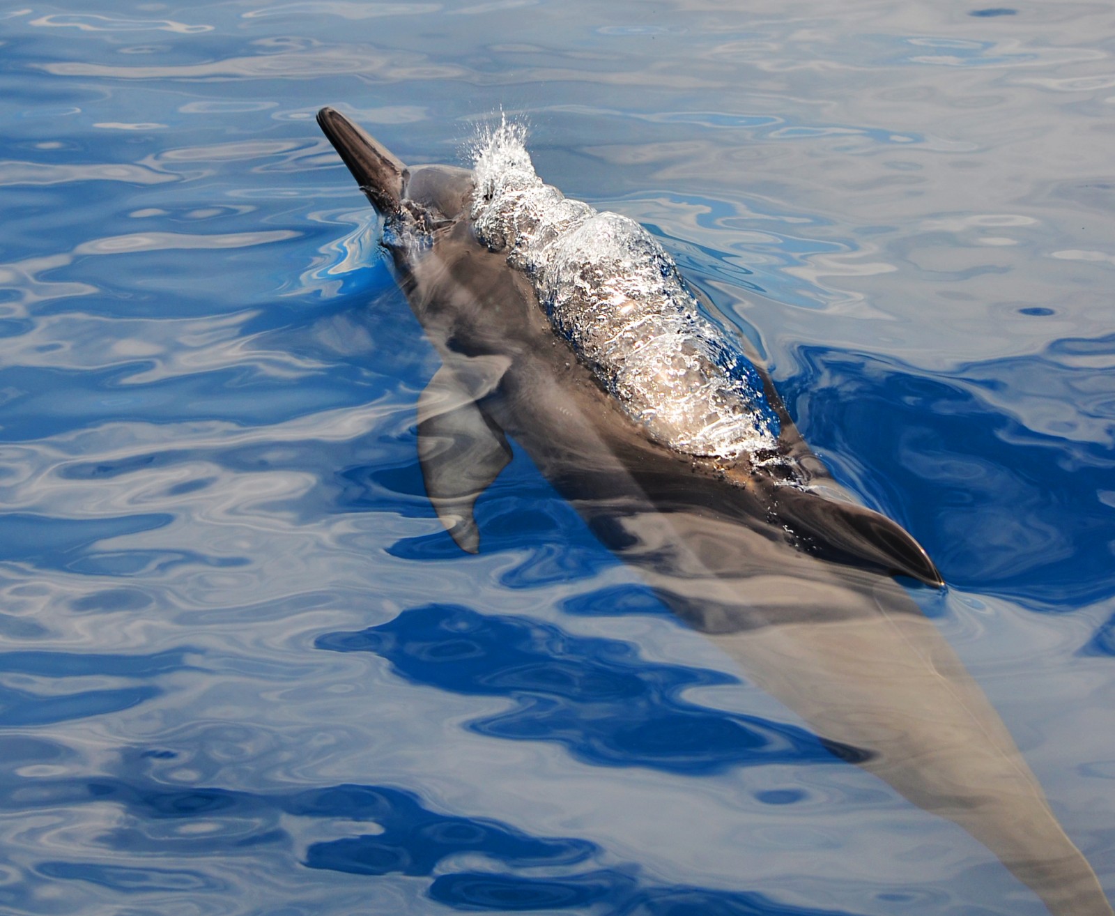 dolphin-tour-shots-by-gregg-yan-62.jpg