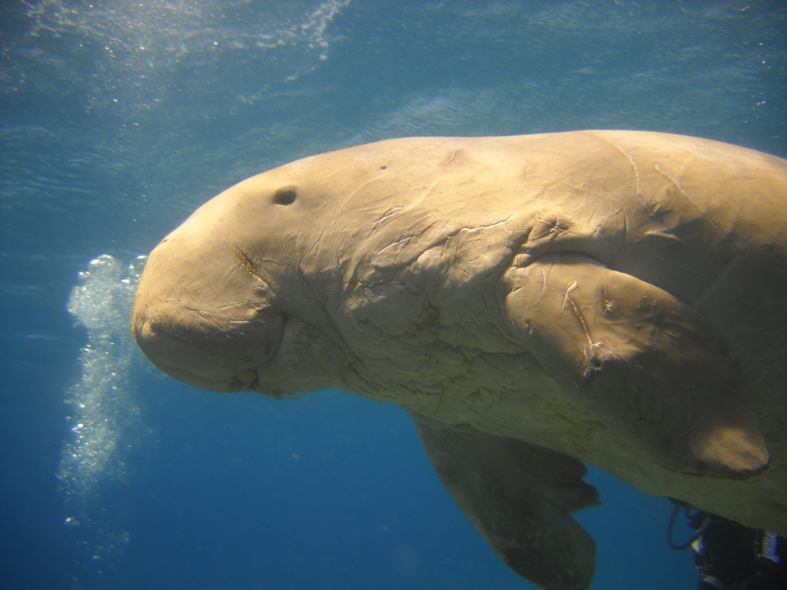 Dugong can be found in Tun Mustapha