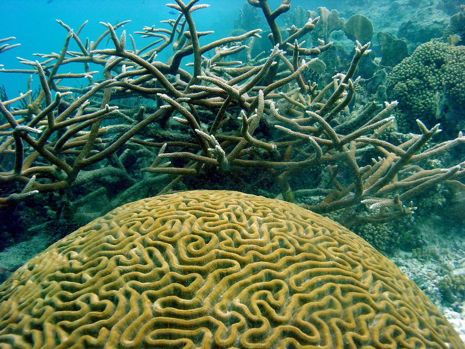 bleached_corals_can_recover_bob_steneck