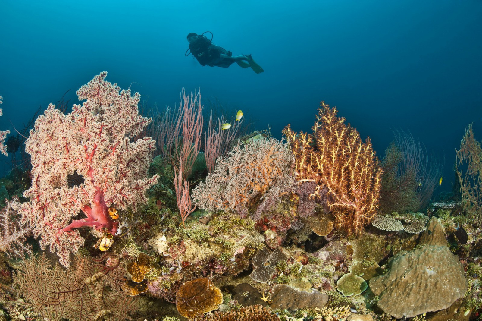 A reef in Papua New Guinea