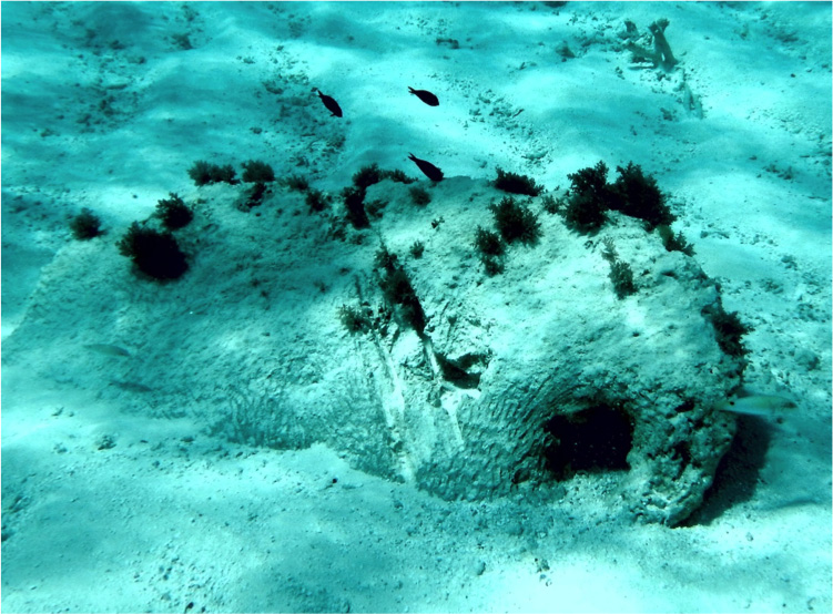 Propellor marks on dead coral
