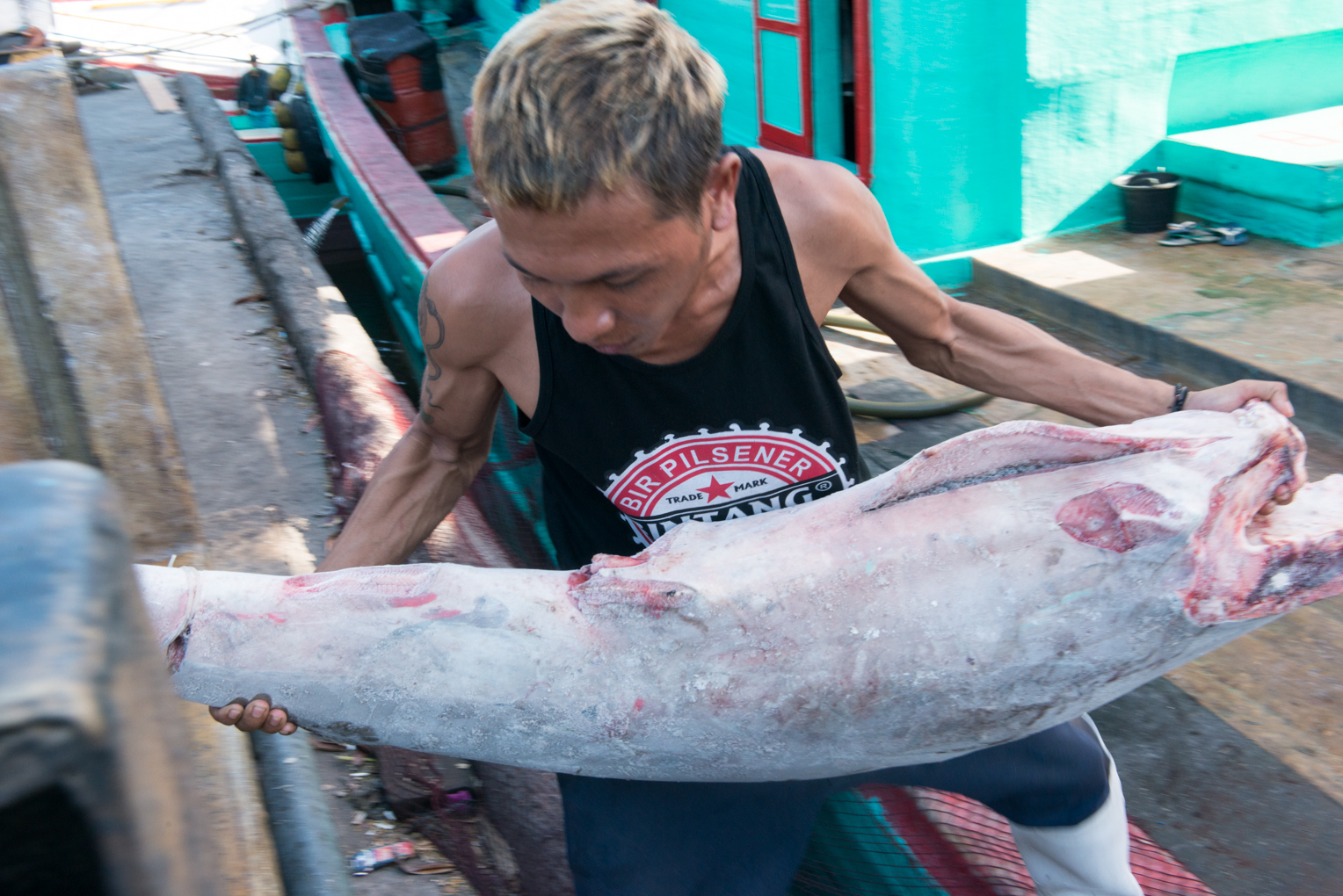 scores-of-sharks-were-transferred-from-the-boat-some-of-them-endangered-species-photo-by-johnny-langenheim.jpg