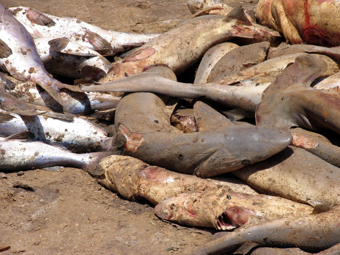 An estimated 100,000 sharks a year are exported out of Indonesia