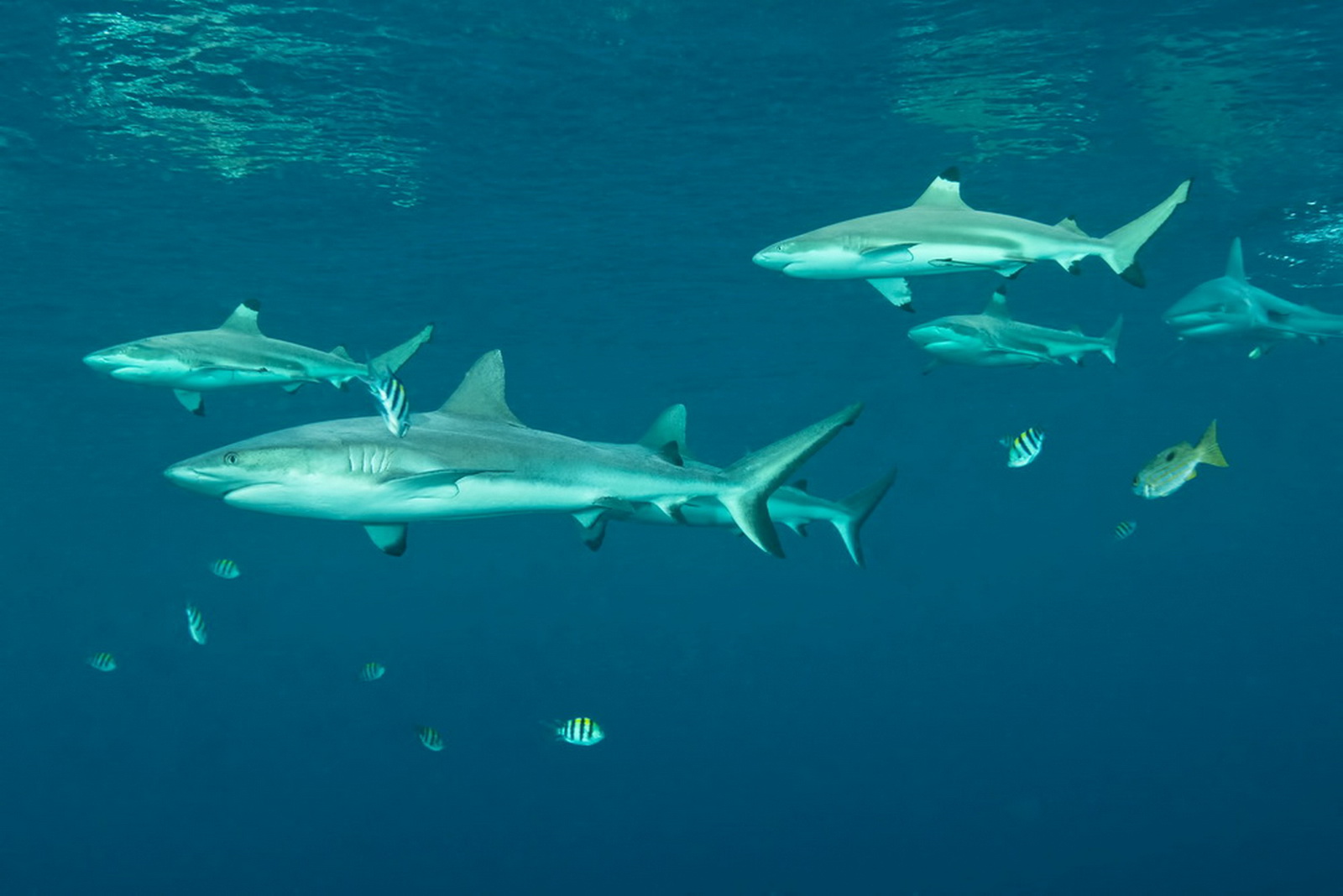 sharks-at-the-welcome-jetty-at-uepi-island-2_1600.jpg