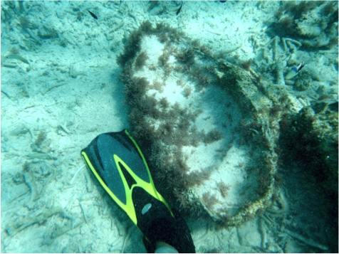 Giant clam shell left behind