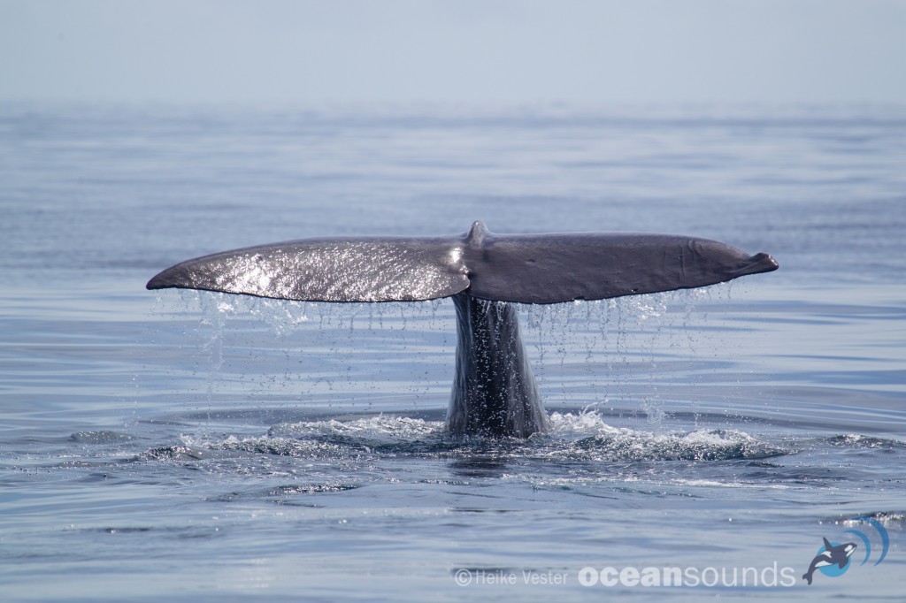 sperm-whales-raja-ampat-1-of-1-2-1024x682.jpg