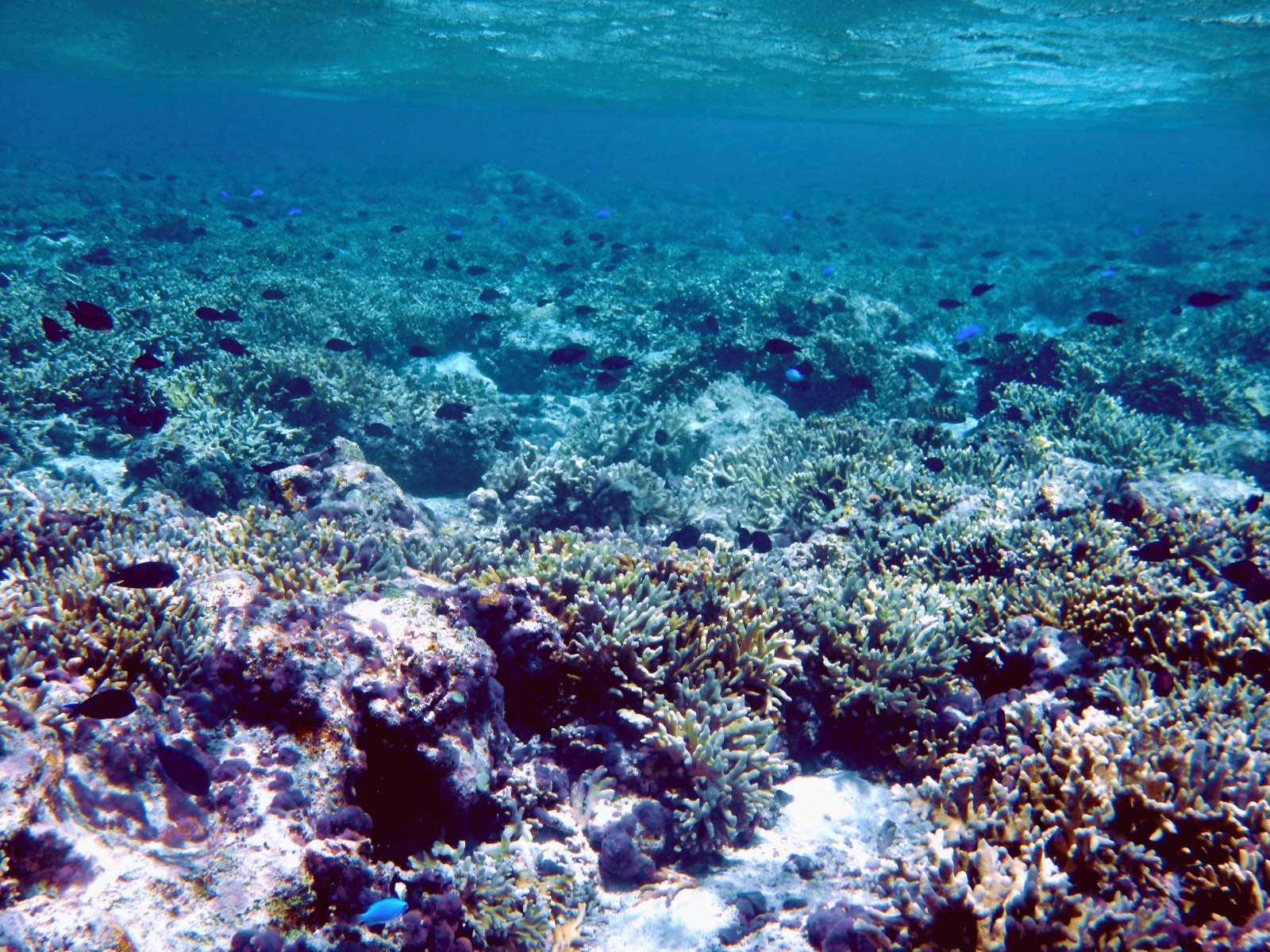 The recovering reef at Thitu