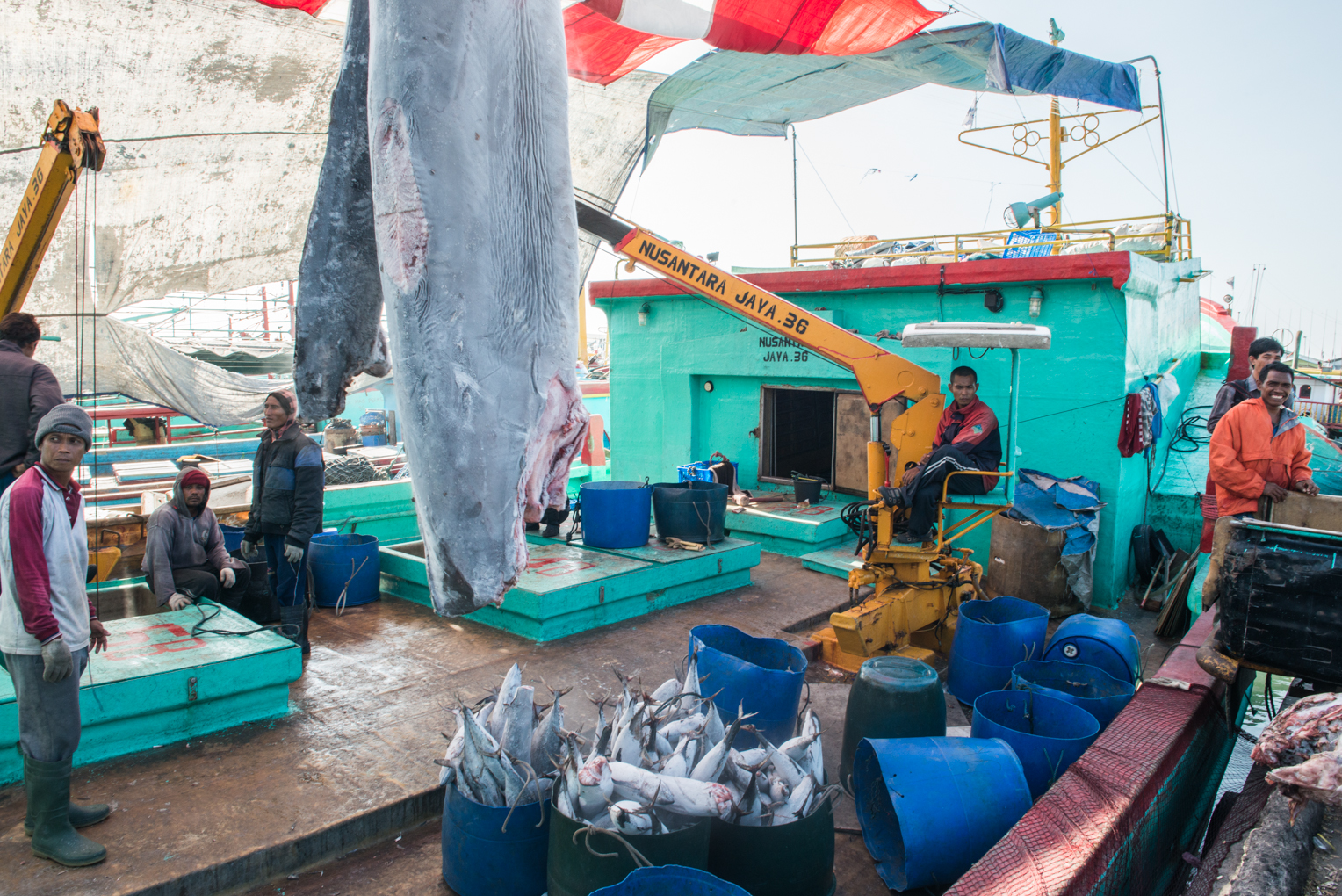 this-shark-meat-will-probably-be-used-to-make-bakso-a-popular-indonesian-soup-dish-photo-by-johnny-langenheim.jpg