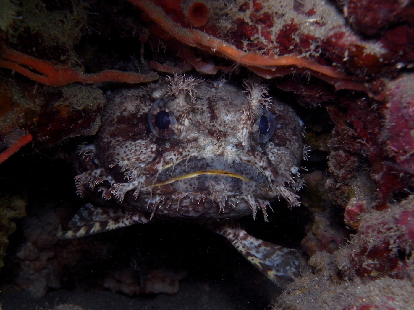Banded Toadfish