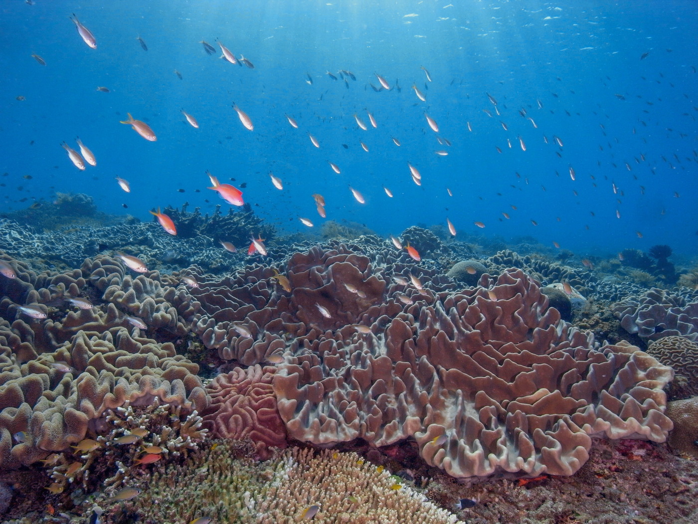 Reef Panorama