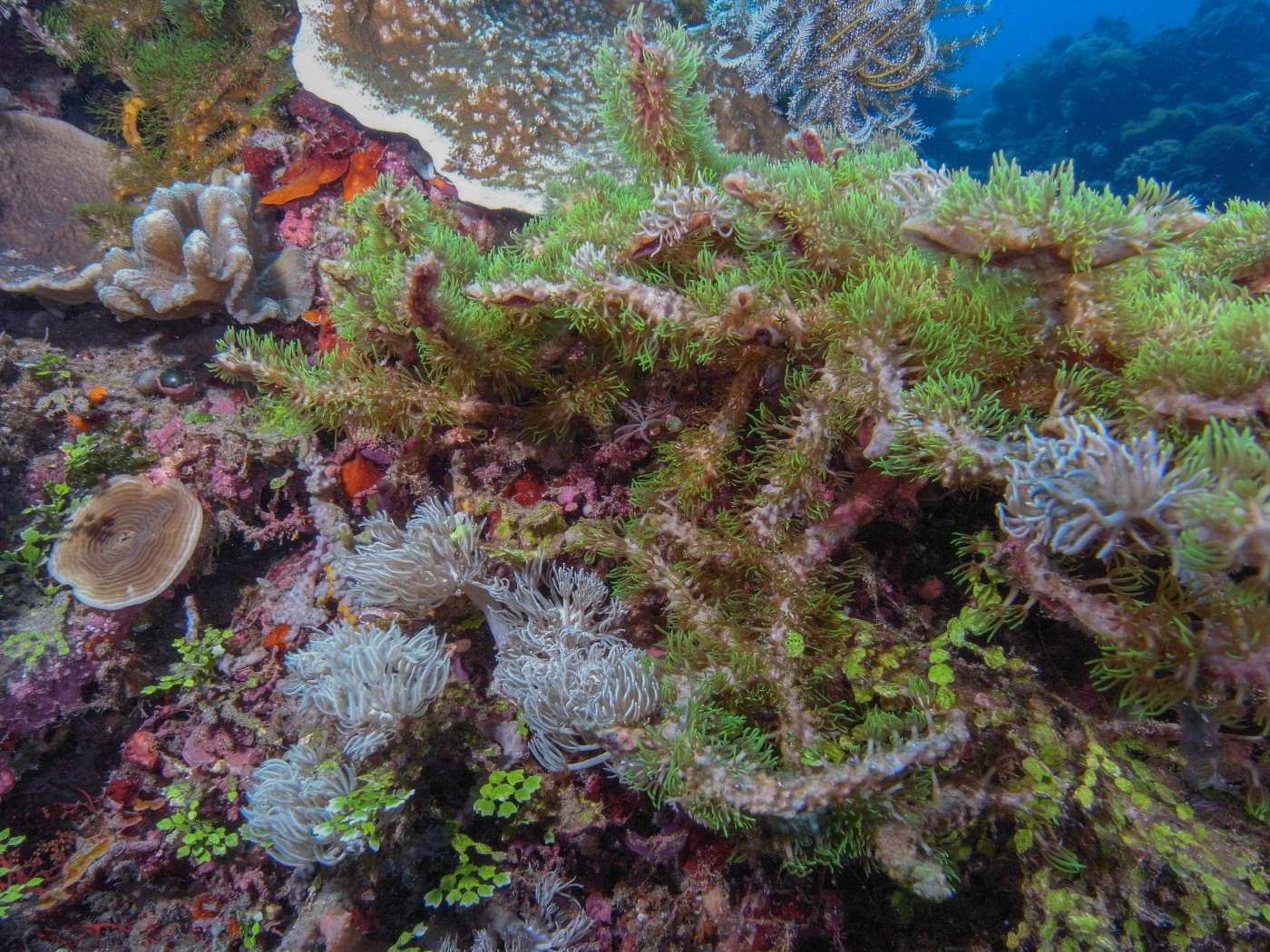 Coral panorama