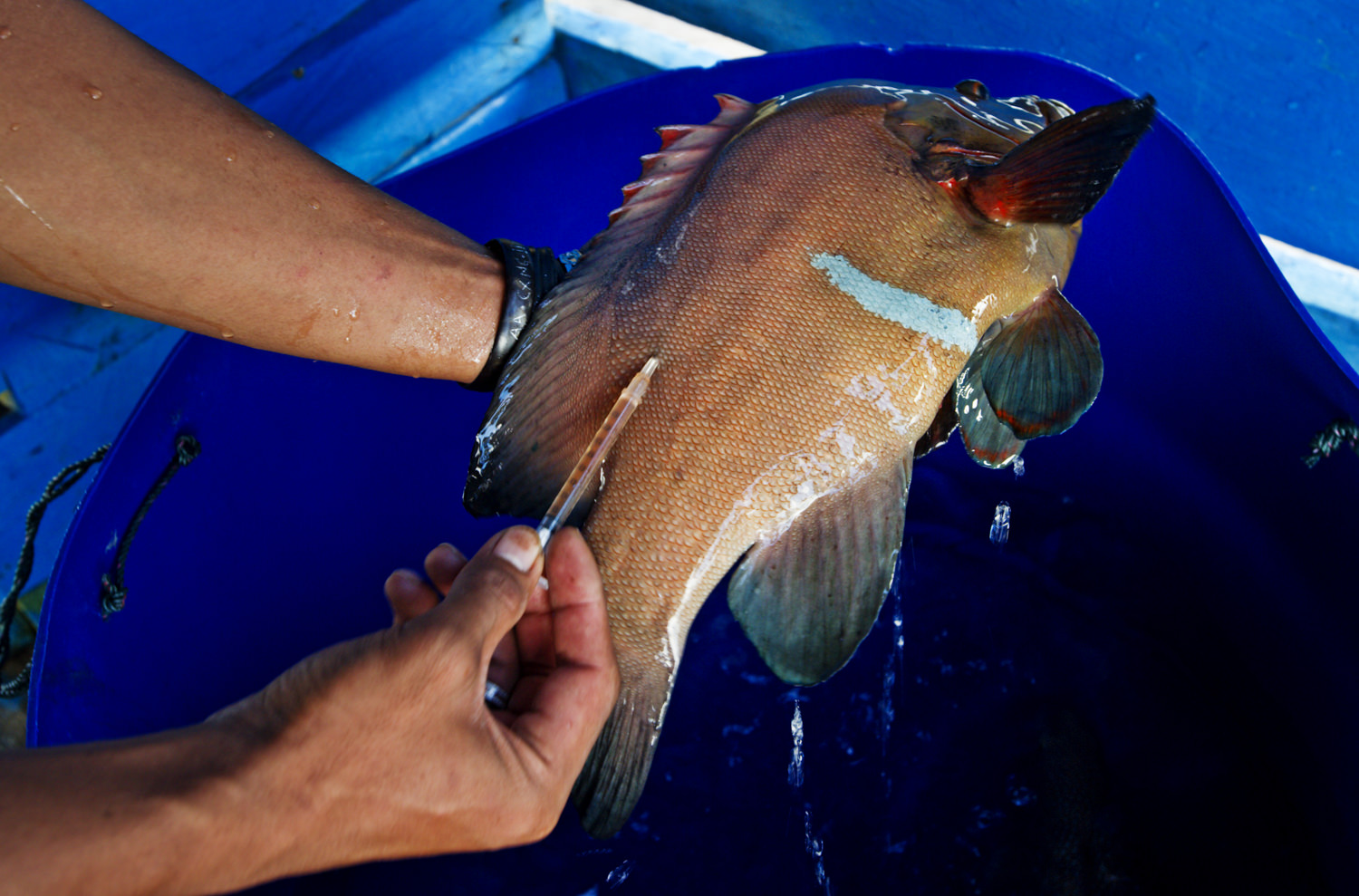A grouper is injected with tetracycline