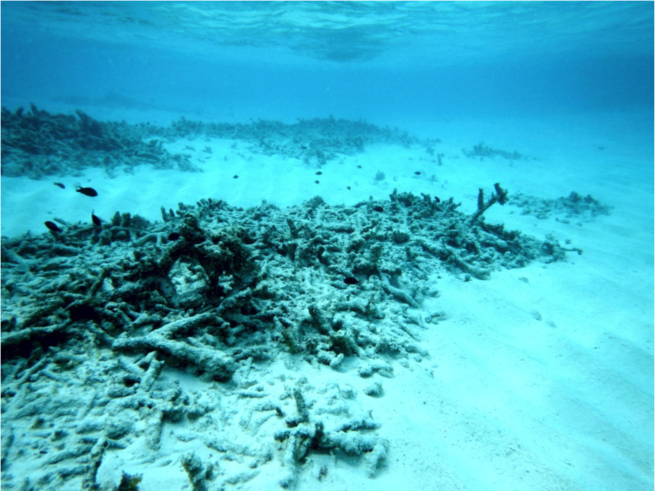 Dead coral and sand on the 'checkmark' reef