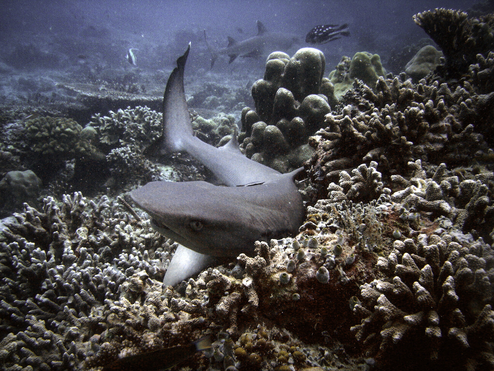 white-tip-reef-shark-triaenodon-obesus-on-the-shallow-reef-sipadan-island-tino-hermannn.jpg