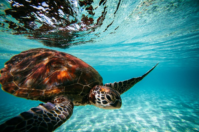 TURTLES SWIM THOUSANDS OF MILES TO NEST BUT THEIR BEACHES ARE ...
