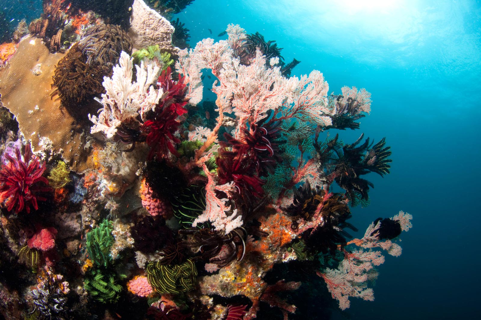 DIVE SITE OF THE MONTH: BATU BOLONG | Stories | The Coral Triangle