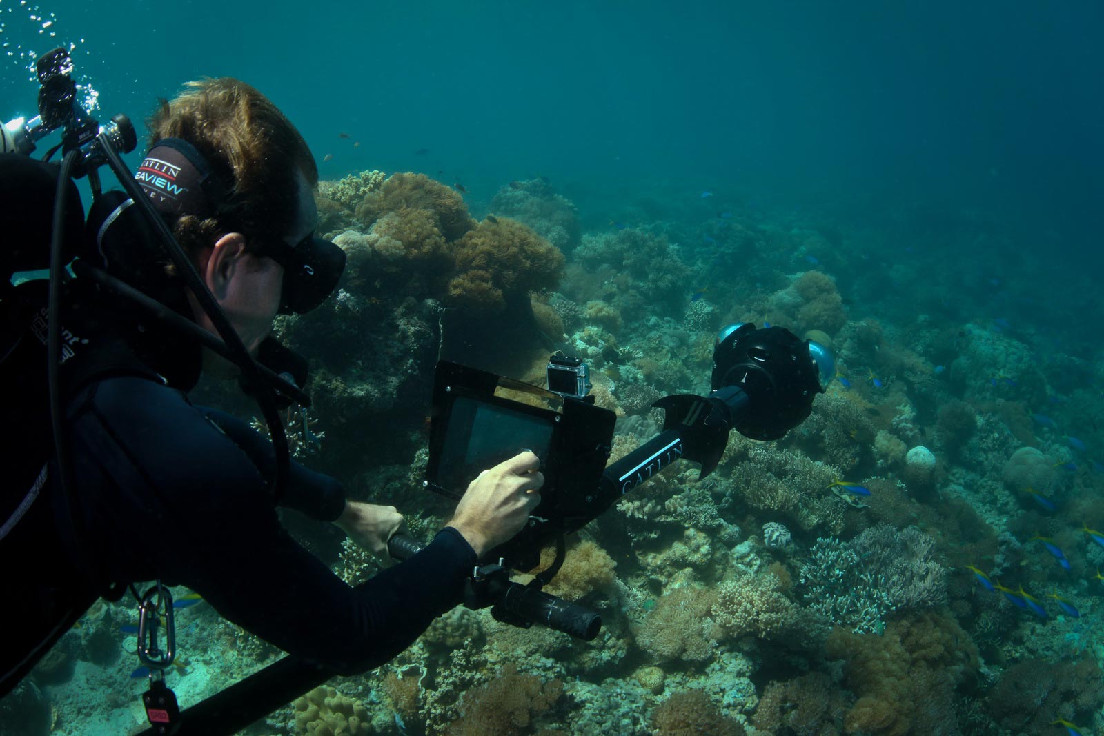 CATLIN SEAVIEW SURVEY | Stories | The Coral Triangle