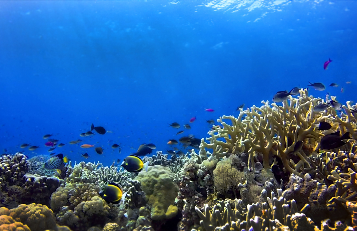 FINDING DORY IS A BAD IDEA. HERE'S WHY... | Stories | The Coral Triangle